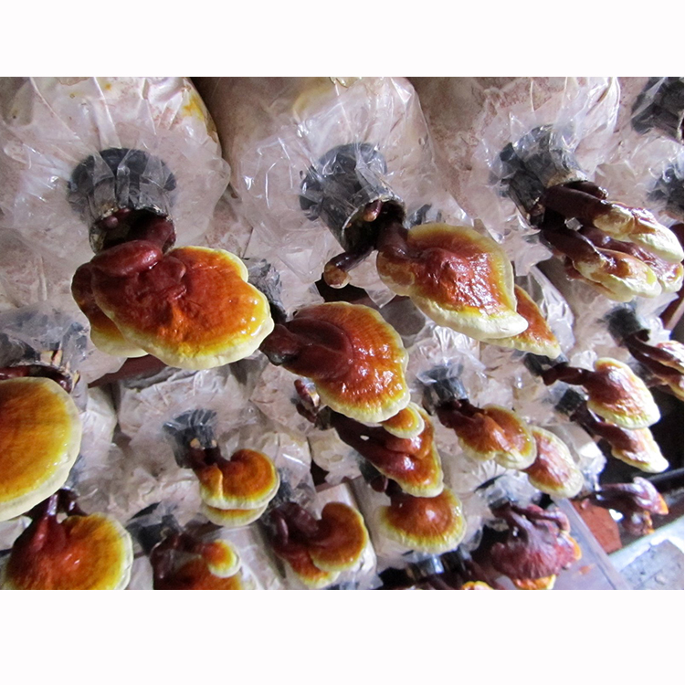 How Long to See Results with Organic Reishi Supplements?